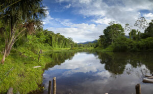 Amazonas-Regenwald